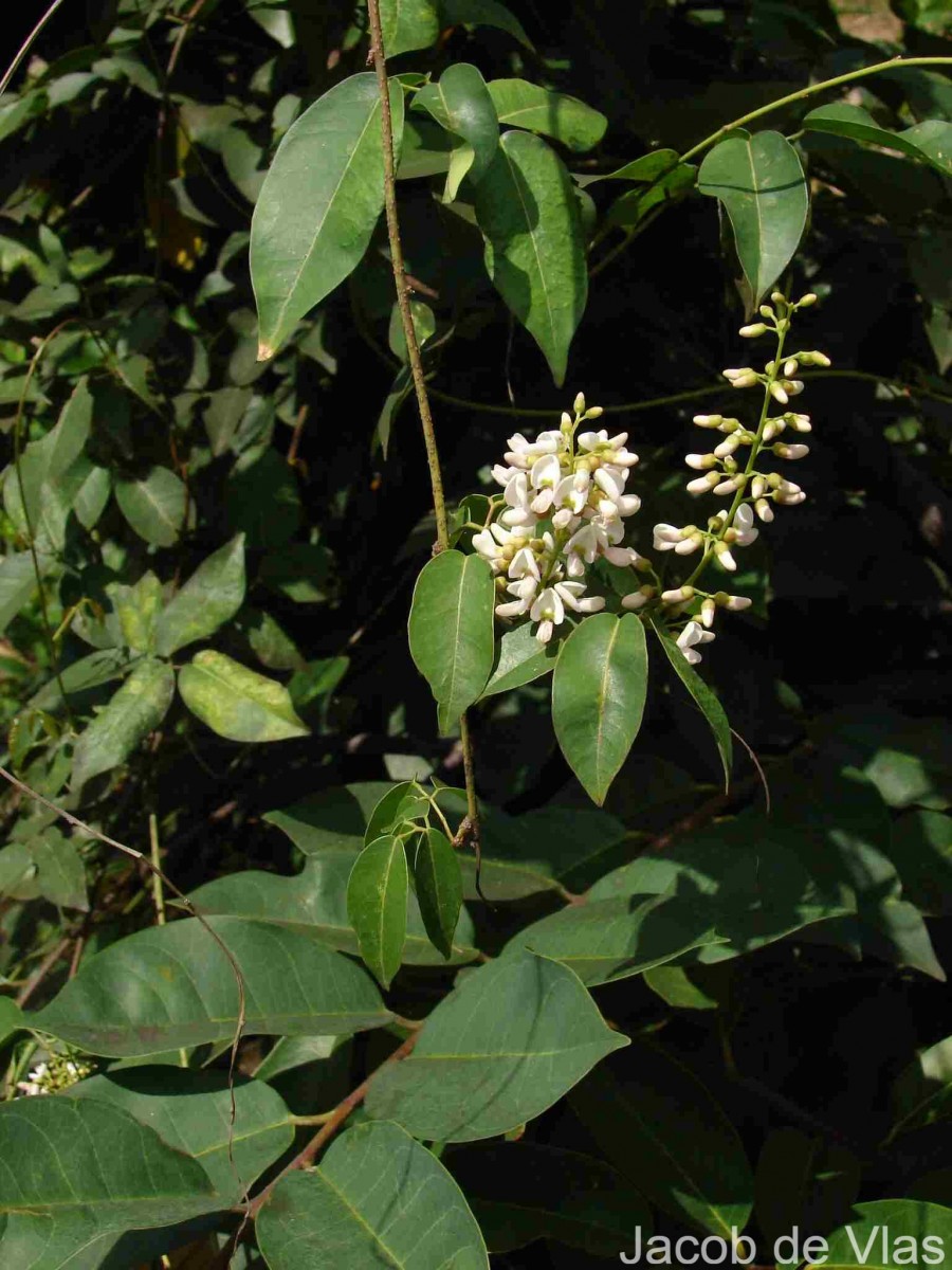 Derris trifoliata Lour.